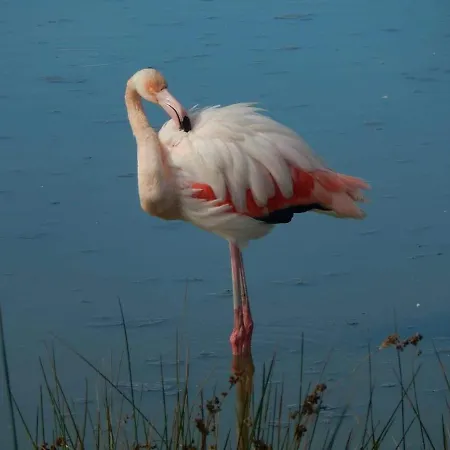 Appartamento Mobilhome 6 Couchages *